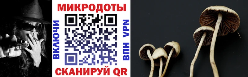 omg tor  Западная Двина  Галлюциногенные грибы MAGIC MUSHROOMS 